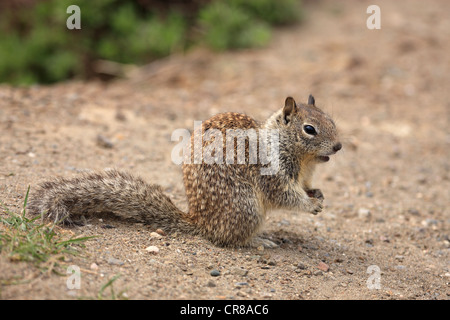 California Grundeichhörnchen (Spermophilus Beecheyi), Erwachsener, Warnung, Monterey, Kalifornien, USA, Amerika Stockfoto