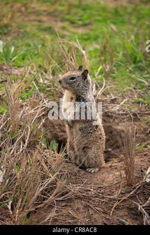 California Grundeichhörnchen (Spermophilus Beecheyi), Erwachsener, Warnung, Monterey, Kalifornien, USA, Amerika Stockfoto