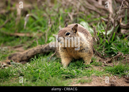 California Grundeichhörnchen (Spermophilus Beecheyi), Erwachsener, Warnung, Monterey, Kalifornien, USA, Amerika Stockfoto