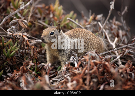 California Grundeichhörnchen (Spermophilus Beecheyi), Erwachsener, Warnung, Monterey, Kalifornien, USA, Amerika Stockfoto