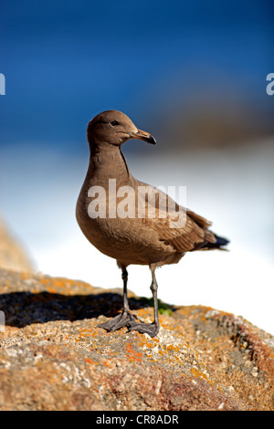 Heermann Möwe (Larus Heermanni), Erwachsene, auf Felsen, Monterey, Kalifornien, USA, Amerika Stockfoto