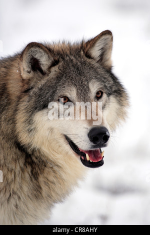 Wolf (Canis Lupus), Porträt, Winter, Schnee, Montana, USA Stockfoto