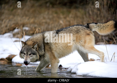 Wolf (Canis Lupus), Wasser, Schnee, Winter, Montana, USA Stockfoto