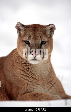 PUMA (Felis Concolor), Erwachsene, liegend, Portrait, Schnee, winter, Montana, USA Stockfoto