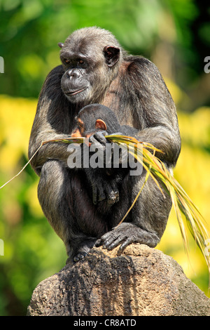 Schimpanse (Pan Troglodytes Troglodytes), weiblichen Erwachsenen mit jungen, Afrika Stockfoto