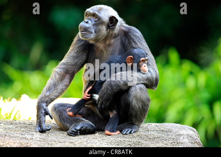 Schimpanse (Pan Troglodytes Troglodytes), weiblichen Erwachsenen mit jungen, Afrika Stockfoto