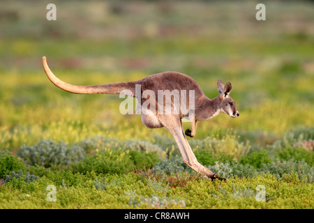 Roter Känguruh (Macropus Rufus) springen Erwachsene, Tibooburra, Sturt Nationalpark, New South Wales, Australien Stockfoto