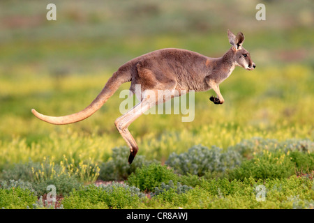 Roter Känguruh (Macropus Rufus) springen Erwachsene, Tibooburra, Sturt Nationalpark, New South Wales, Australien Stockfoto