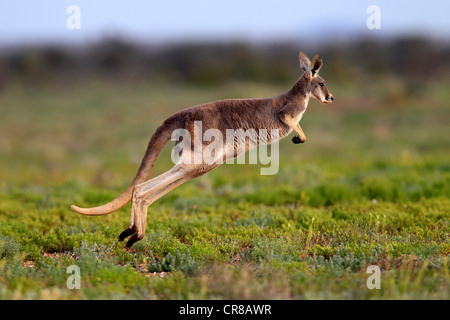 Roter Känguruh (Macropus Rufus) springen Erwachsene, Tibooburra, Sturt Nationalpark, New South Wales, Australien Stockfoto