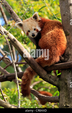 Roter Panda (Ailurus Fulgens Fulgens), Baum, Asien Stockfoto