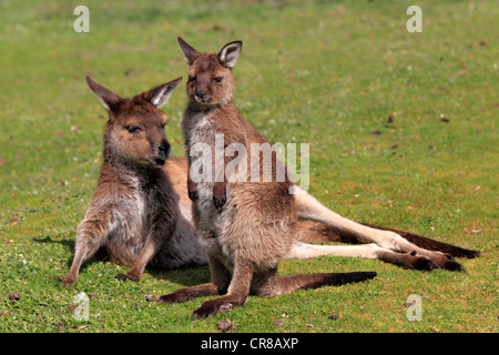 Kangaroo Island Känguruh (Macropus Fuliginosus Fuliginosus), Unterart des westlichen grau Kangaroo, Erwachsene, Australien Stockfoto