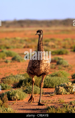 Emu (Dromaius Novaehollandiae), Sturt Nationalpark, New South Wales, Australien Stockfoto