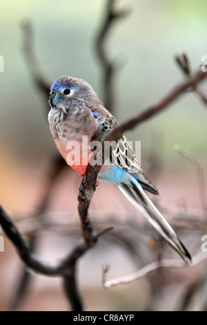 Bourke Papagei, Bourkes Sittich oder Bourkie (Neopsephotus Bourkii), thront Erwachsener, Outback, Northern Territory, Australien Stockfoto