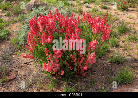 Bladderdock (Rumex Vesicarius), Blumen in der Wüste, Sturt Nationalpark, New South Wales, Australien Stockfoto