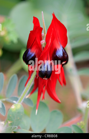 Die Sturt Desert Pea (Swainsona Formosa), Blume, Sturt Nationalpark, New South Wales, Australien Stockfoto