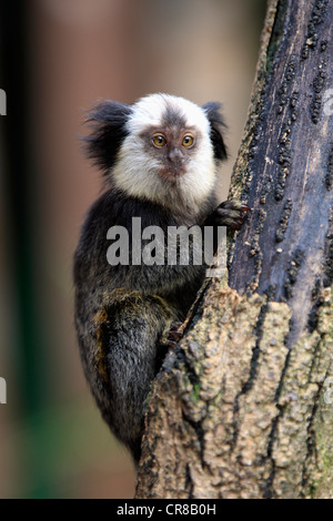 Gescheckte Marmoset, Tufted-Ohr Marmoset oder Geoffrey Marmoset (Callithrix Geoffroyi), junge im Baum, Brasilien, Südamerika Stockfoto