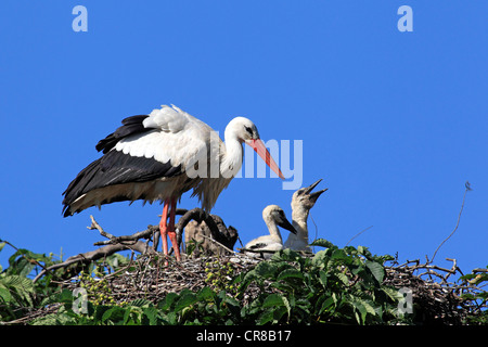 Weißstörche (Ciconia Ciconia), Erwachsene und junge im Nest, Kastanien-Baum, Mannheim, Baden-Württemberg, Deutschland, Europa Stockfoto