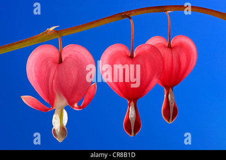 Blutungen, Herz oder Lyra-Blume (Dicentra Spectabilis), Blumen Stockfoto