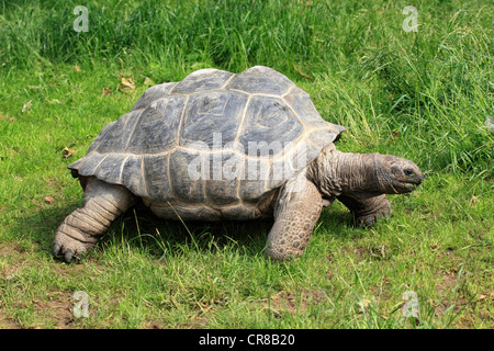 Aldabra Riesenschildkröte (Testudo Gigantea, Geochelone Gigantea), auf Nahrungssuche Stockfoto