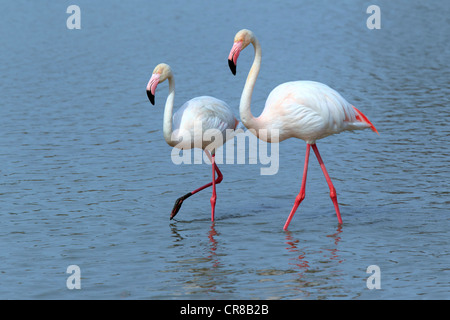 Rosaflamingo (Phoenicopterus Ruber Roseus), paar, Nahrungssuche in Wasser, Saintes-Maries-de-la-Mer, Camargue, Frankreich Stockfoto