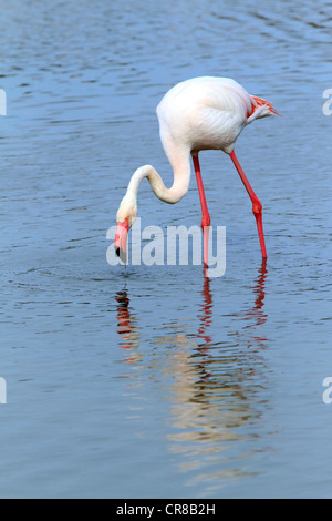 Rosaflamingo (Phoenicopterus Ruber Roseus), Nahrungssuche in Wasser, Saintes-Maries-de-la-Mer, Camargue, Frankreich Stockfoto