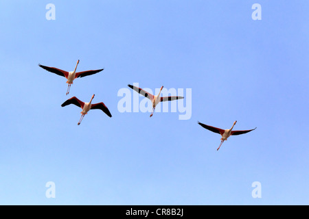 Rosaflamingos (Phoenicopterus Ruber Roseus), Gruppe, fliegen, Saintes-Maries-de-la-Mer, Camargue, Frankreich Stockfoto