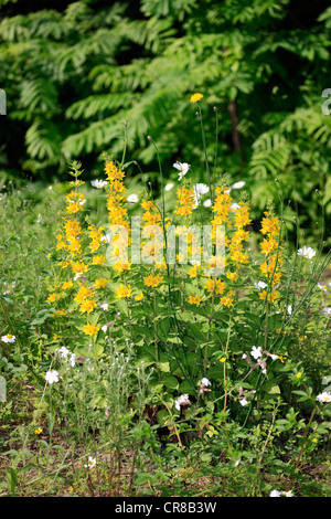 Gilbweiderich (Lysimachia Trommler), Busch, Luisenpark, Mannheim, Baden-Württemberg, Deutschland, Europa Stockfoto