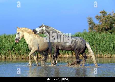 Camargue Pferde (Equus Caballus), zwei Hengste kämpfen im Wasser, Saintes-Marie-de-la-Mer, Camargue, Frankreich Stockfoto