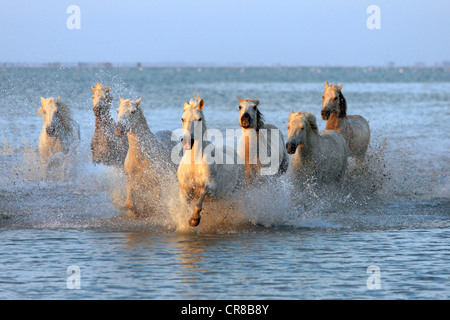 Camargue-Pferde (Equus Caballus), Herde galoppierend durch Wasser, Abend-Stimmung, Saintes-Marie-de-la-Mer, Camargue, Frankreich Stockfoto