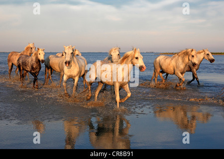 Camargue-Pferde (Equus Caballus), Herde galoppierend durch Wasser, Abendlicht, Saintes-Marie-de-la-Mer, Camargue, Frankreich Stockfoto