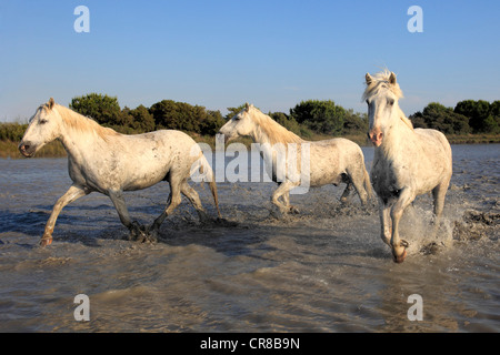 Camargue-Pferde (Equus Caballus), in Wasser, Saintes-Marie-de-la-Mer, Camargue, Frankreich Stockfoto