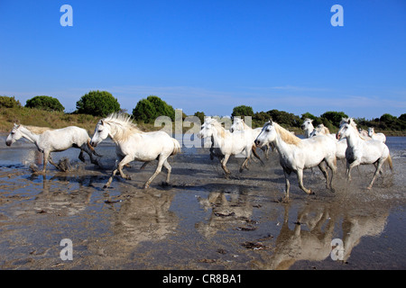 Camargue-Pferde (Equus Caballus), Herde, galoppierend durch Wasser, Saintes-Marie-de-la-Mer, Camargue, Frankreich Stockfoto