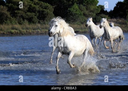 Camargue-Pferde (Equus Caballus), Herde, galoppierend durch Wasser, Saintes-Marie-de-la-Mer, Camargue, Frankreich Stockfoto