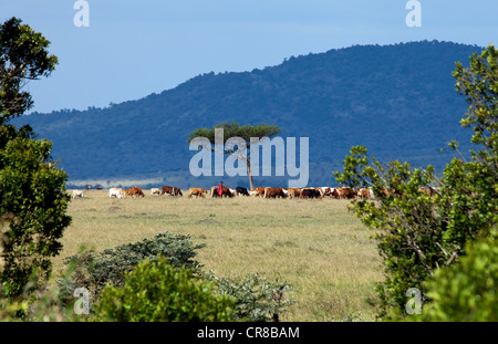 Massai-Hirten mit Vieh Stockfoto