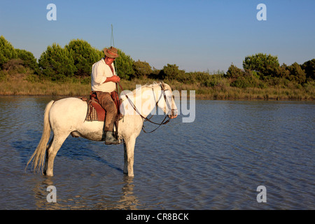 Mann reitet ein Camargue-Pferd (Equus Caballus) in Wasser, Saintes-Marie-de-la-Mer, Camargue, Frankreich Stockfoto