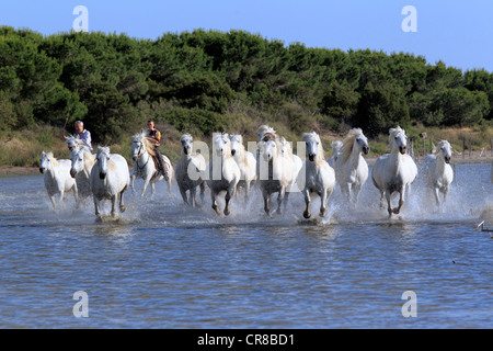 Camargue-Pferde (Equus Caballus) mit zwei Reitern in Wasser, Saintes-Marie-de-la-Mer, Camargue, Frankreich Stockfoto