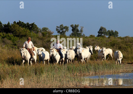 Camargue-Pferde (Equus Caballus), zwei Männer auf dem Pferderücken, Saintes-Marie-de-la-Mer, Camargue, Frankreich Stockfoto