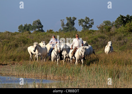 Camargue-Pferde (Equus Caballus), zwei Männer auf dem Pferderücken, Saintes-Marie-de-la-Mer, Camargue, Frankreich Stockfoto