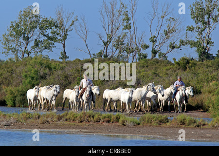 Camargue-Pferde (Equus Caballus), zwei Männer auf dem Pferderücken, Saintes-Marie-de-la-Mer, Camargue, Frankreich Stockfoto