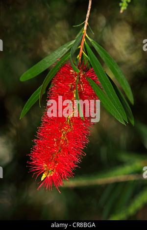 Crimson Bottlebrush (Zylinderputzer Citrinus), Blüte Stockfoto