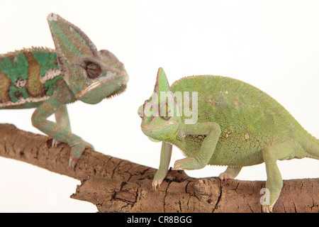 Männliche & weiblichen Chamäleons von jemenitischen auf einem Ast Stockfoto