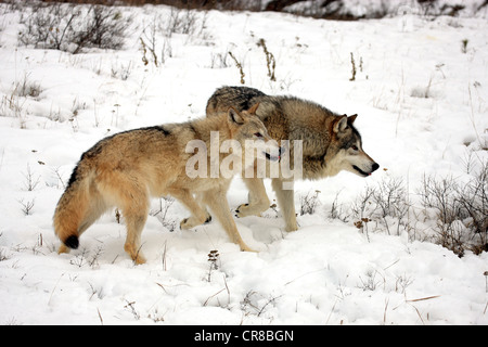 Wölfe (Canis Lupus), koppeln, Nahrungssuche, Schnee, Montana, USA, Nordamerika Stockfoto