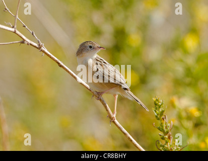 Cistensänger Cisticola Cisticola kommt auch als Fan tailed Warbler La Janda Südspanien Stockfoto