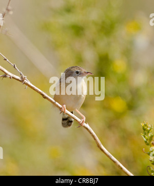 Cistensänger Cisticola Cisticola kommt auch als Fan tailed Warbler La Janda Südspanien Stockfoto