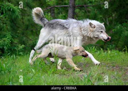 Wolf (Canis Lupus), Mutter und Cub laufen nebeneinander, Minnesota, USA, Nordamerika Stockfoto