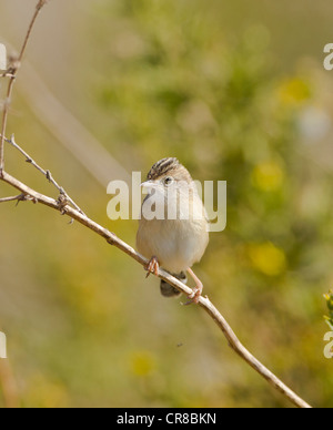 Cistensänger Cisticola Cisticola kommt auch als Fan tailed Warbler La Janda Südspanien Stockfoto