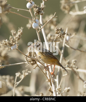 Cistensänger Cisticola Cisticola kommt auch als Fan tailed Warbler La Janda Südspanien Stockfoto