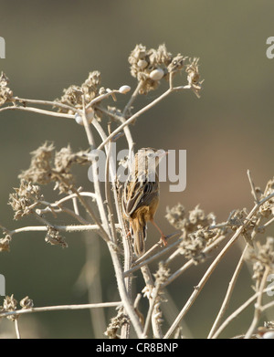 Cistensänger Cisticola Cisticola kommt auch als Fan tailed Warbler La Janda Südspanien Stockfoto