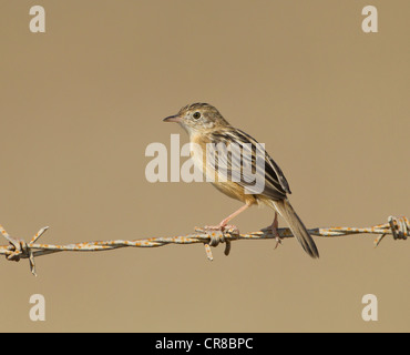 Cistensänger Cisticola Cisticola kommt auch als Fan tailed Warbler La Janda Südspanien Stockfoto