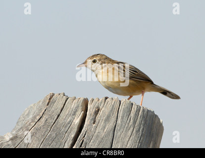 Cistensänger Cisticola Cisticola kommt auch als Fan tailed Warbler La Janda Südspanien Stockfoto